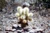 Ein Cholla-Kaktus